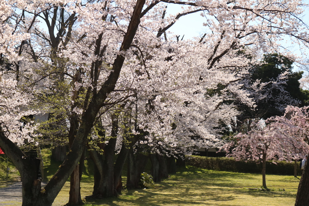 雪国の春・城跡の桜Ⅳ