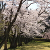 雪国の春・城跡の桜Ⅳ