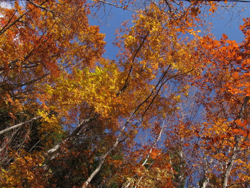 紅葉日和