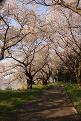 桜満開Ⅲ