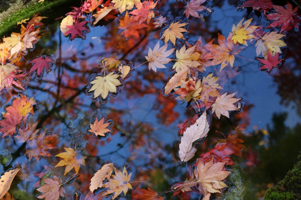 紅葉