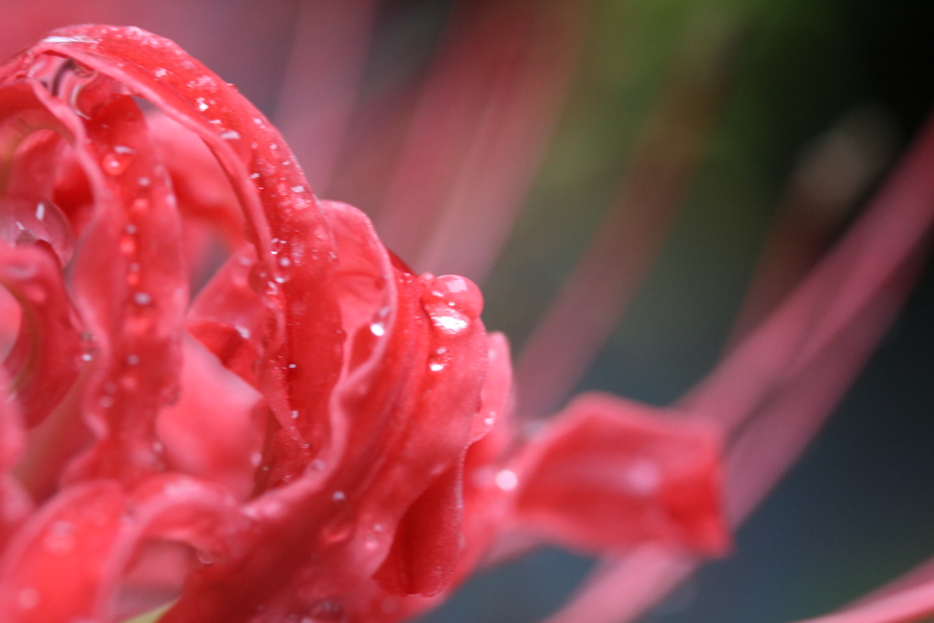 雨あがるⅠ