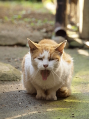 般若猫？