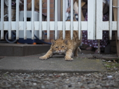 伸び猫