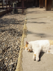 ころりんこ