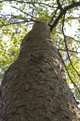 木木