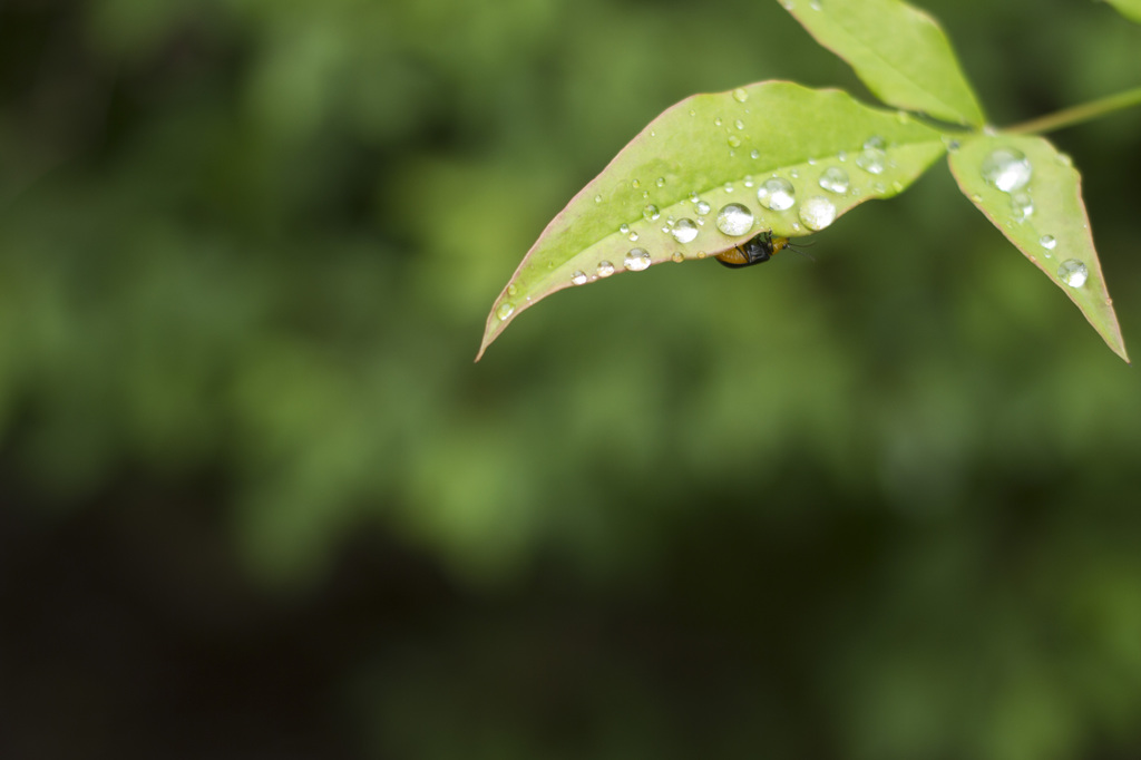 雨上がりに