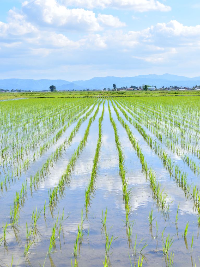 田植え完了