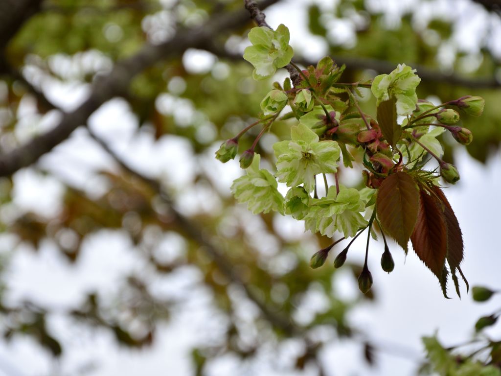 黄（緑）桜