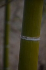 ただの竹