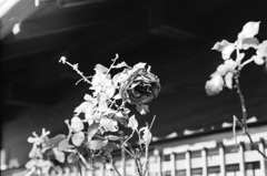 snapshot.9