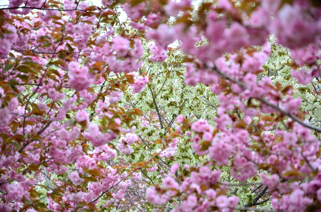 八重桜の向こうに
