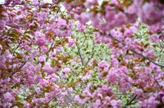 八重桜の向こうに