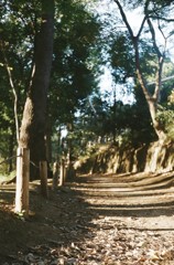 午後の散歩道