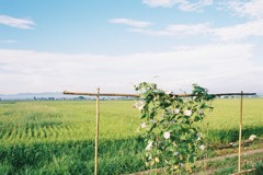 夏の思い出②