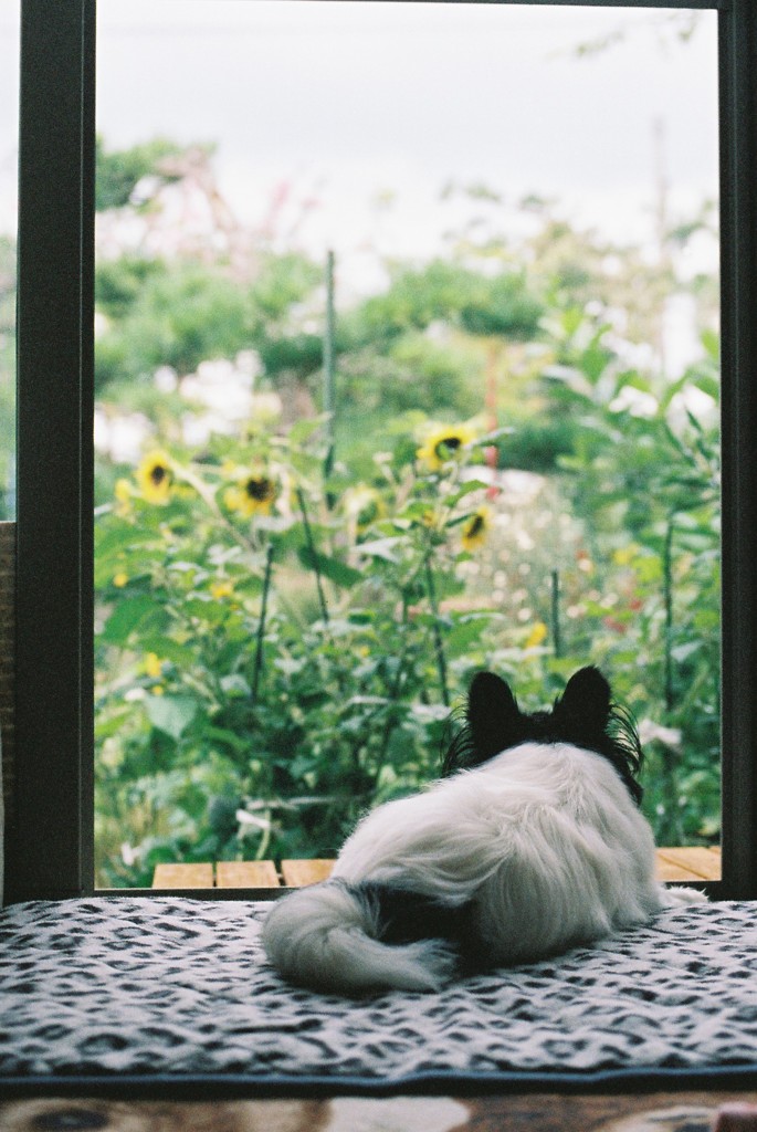 夏の思い出①