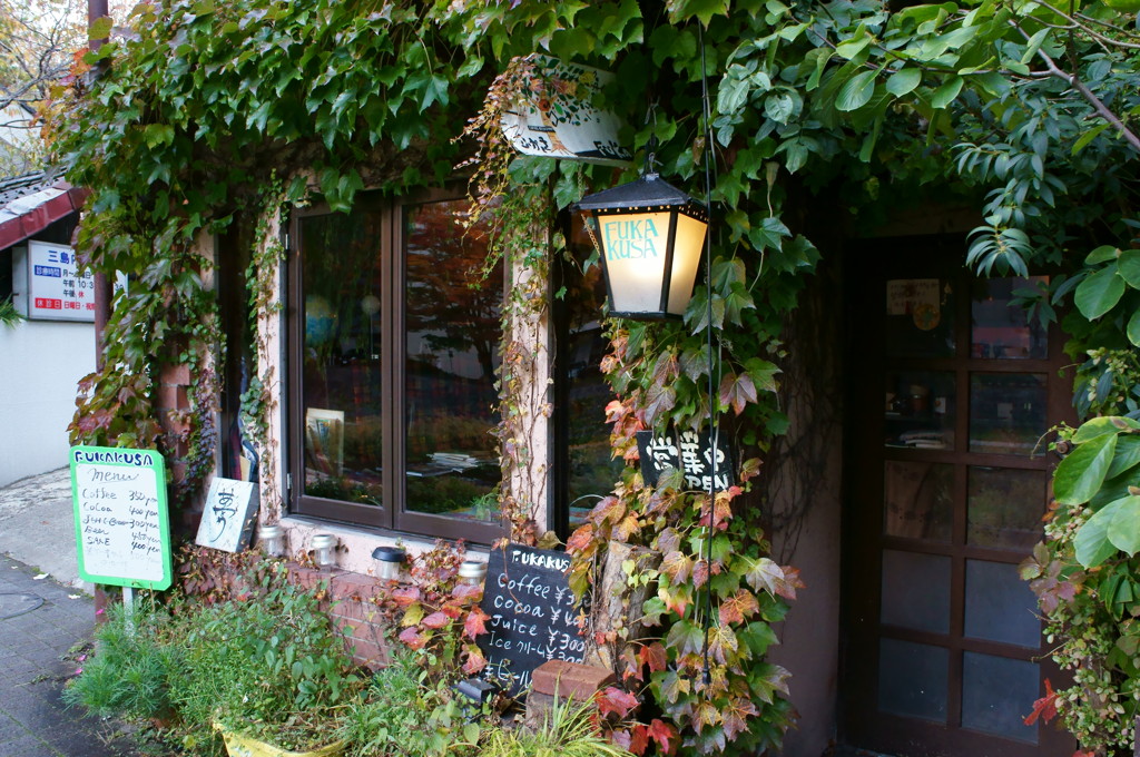 蔓の絡む店