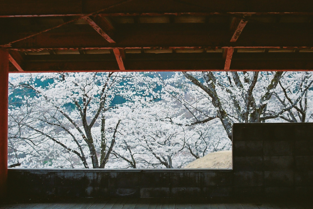 sakura