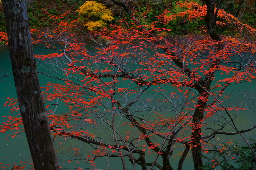 映える紅