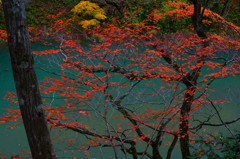 映える紅