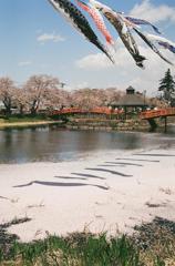 桜の川をゆく