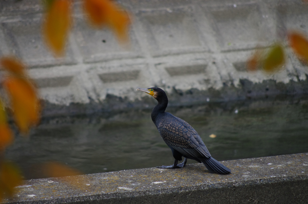 職場近くで見かけた鳥  カワウ