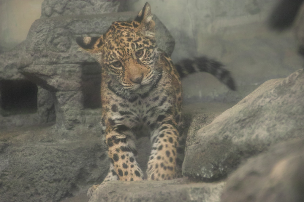 ジャガー