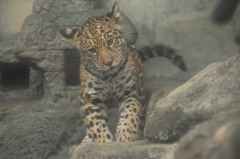ジャガー
