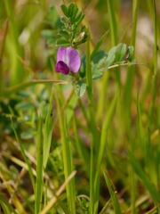路傍の花　カラスノエンドウ