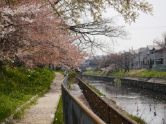 さくらちる