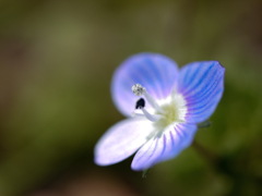 路傍の花　オオイヌノフグリ 