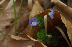 路傍の花　オオイヌノフグリ