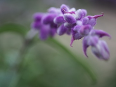 サルビア・レウカンサ