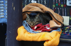 ねこ