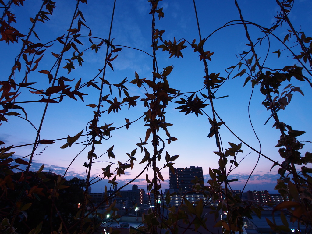 夕暮れのシルエット