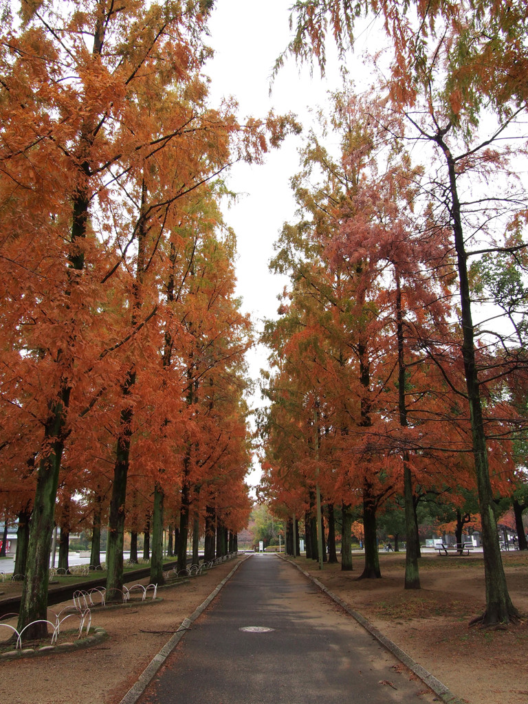 紅い並木道　メタセコイヤ