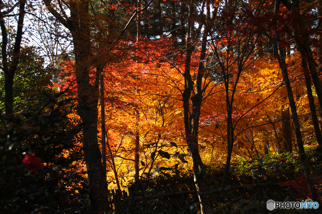 もみじ　教林坊にて
