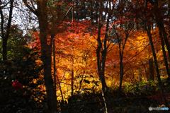 もみじ　教林坊にて