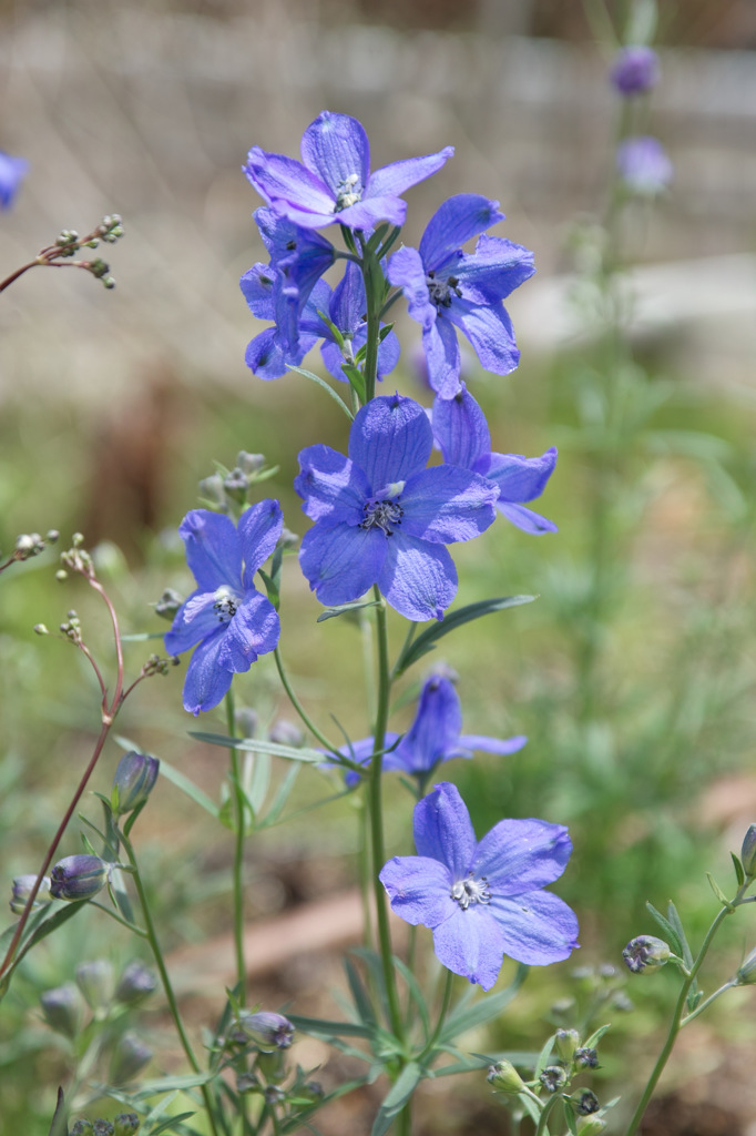 デルフィニューム