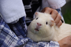 ももちゃん