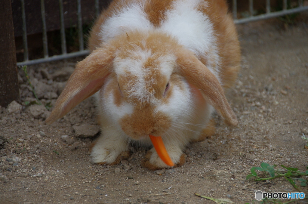 普通にラビット