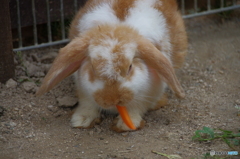 普通にラビット