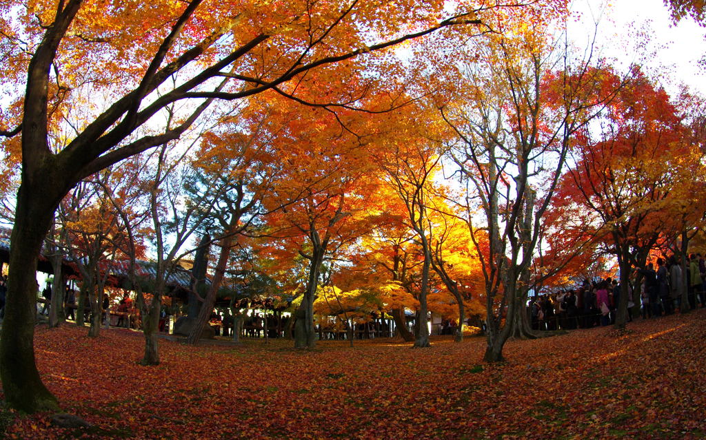 紅葉　東福寺にて