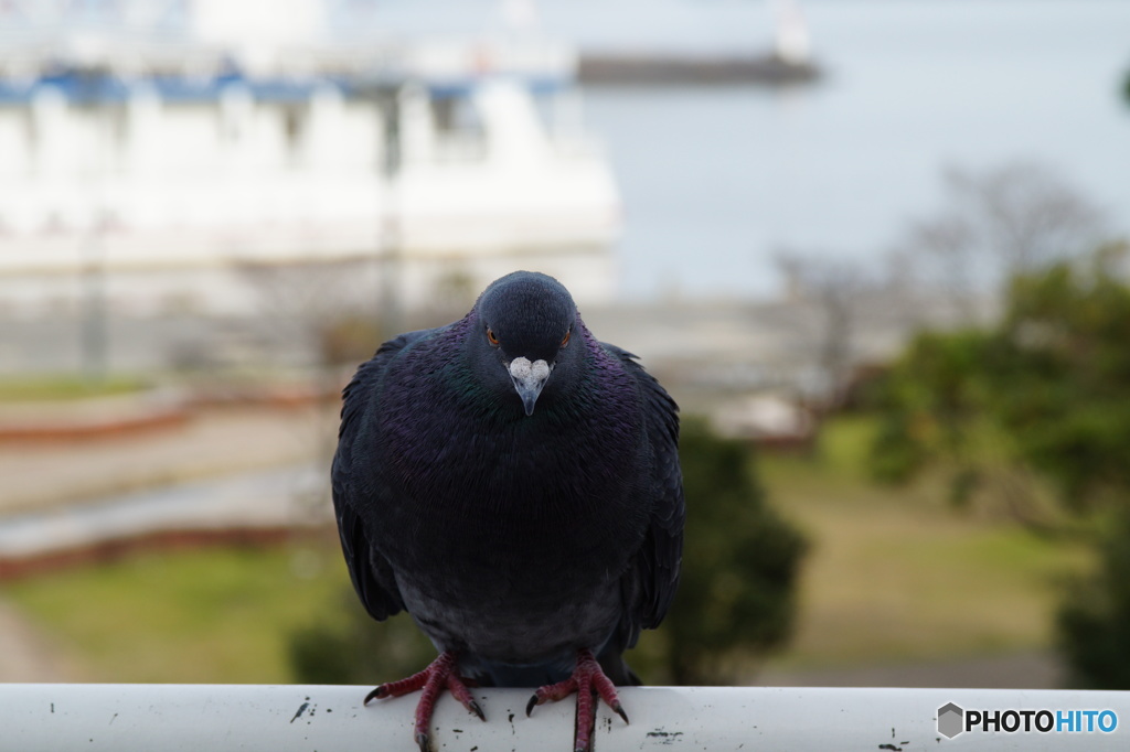なんだよ～　餌くれないのか