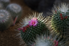 サボテンの花