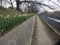 すいせんの路