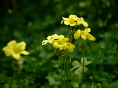 路傍の花　カタバミ