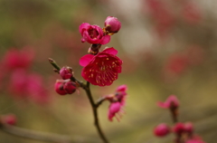 梅　紅