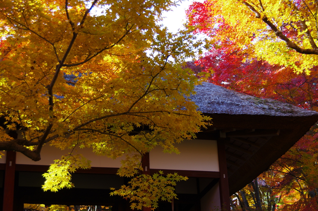 嵐山　常寂光寺