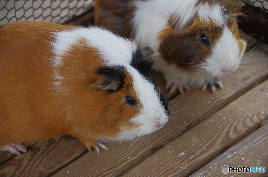 六甲にもいましたよ、モル達（モルズ）